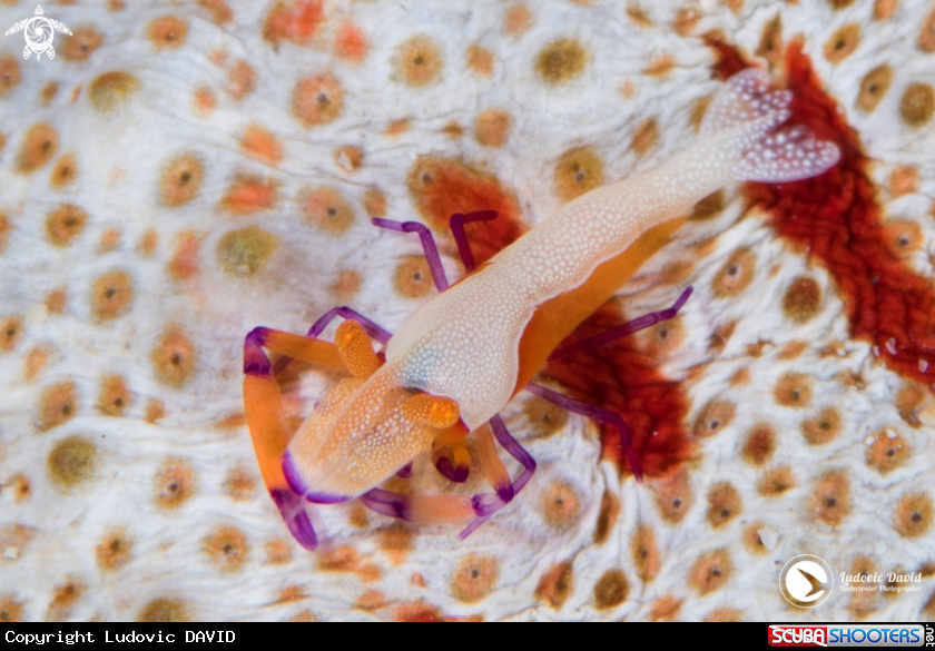 A Emperor Shrimp