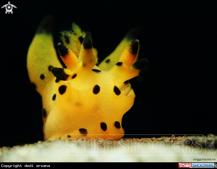 A nudibrachs