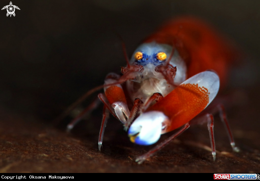 A Modest Snapping Shrimp (Synalpheus modestus)