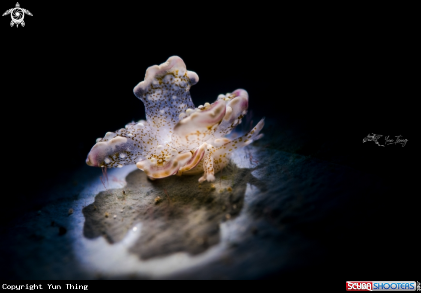 A nudibranch