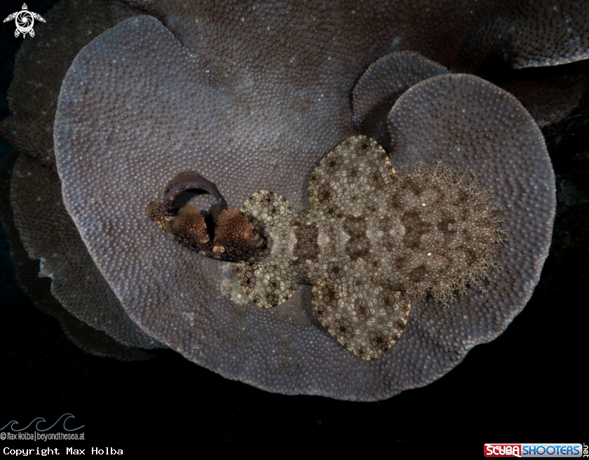 A Tasselled wobbegong