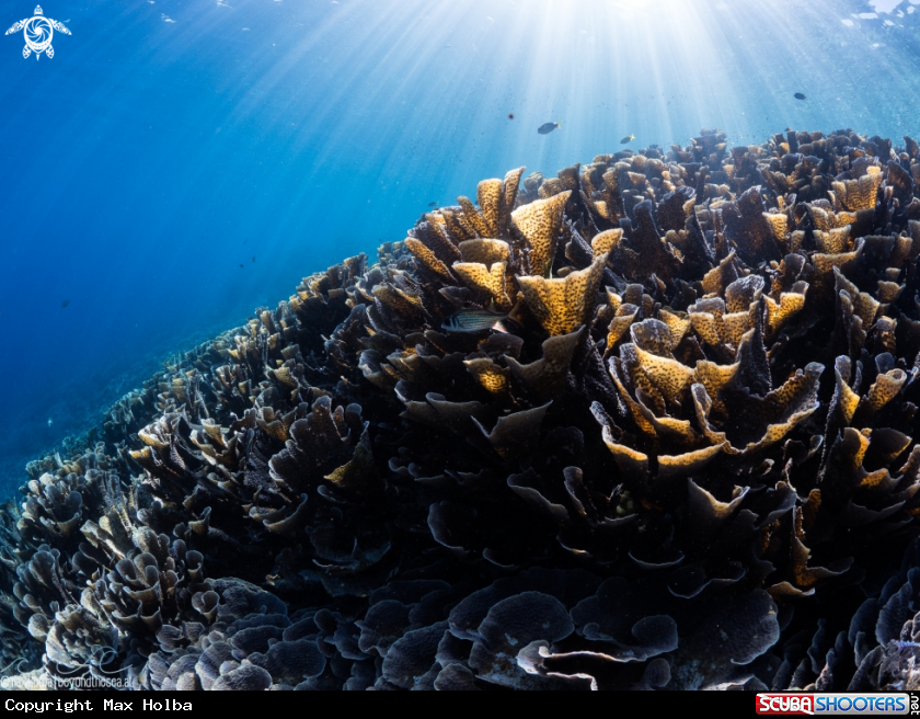 A Garden of stoney coral illuminated by the sun
