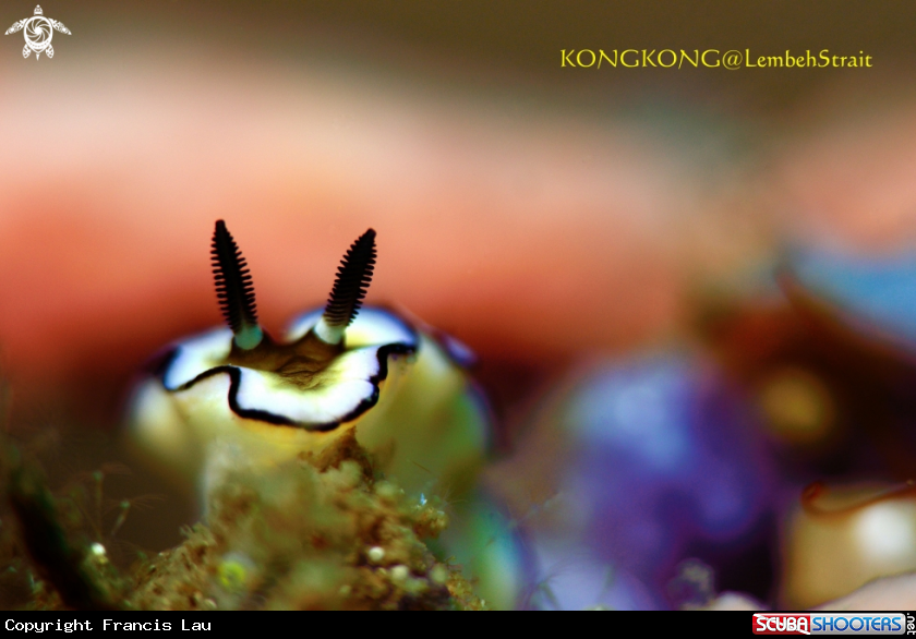 A Nudibranch