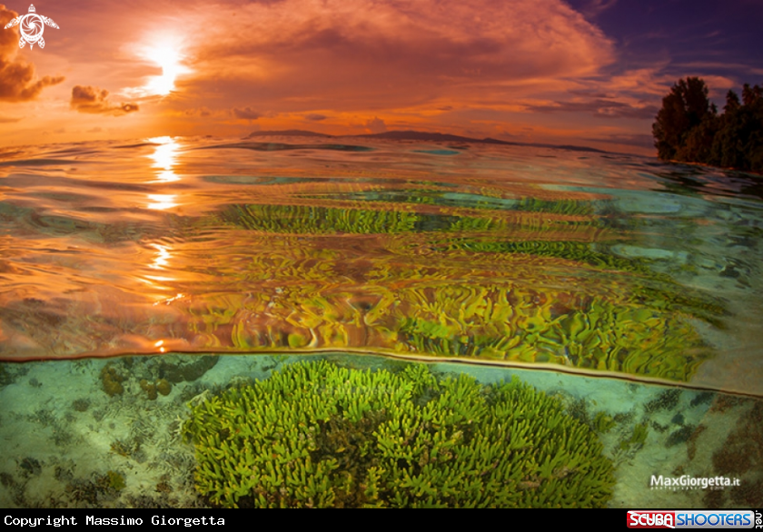 A corals