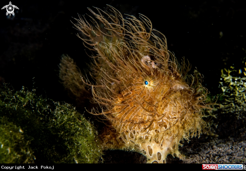 A Hairy frogfish