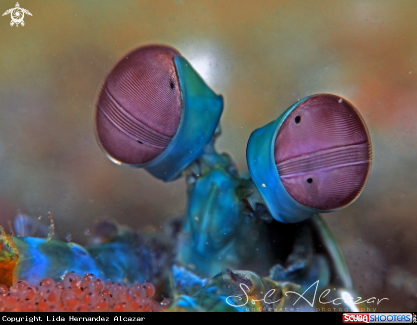 A Mantis shrimp