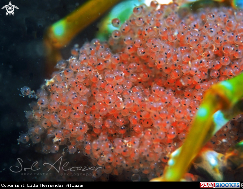 A Mantis shrimp