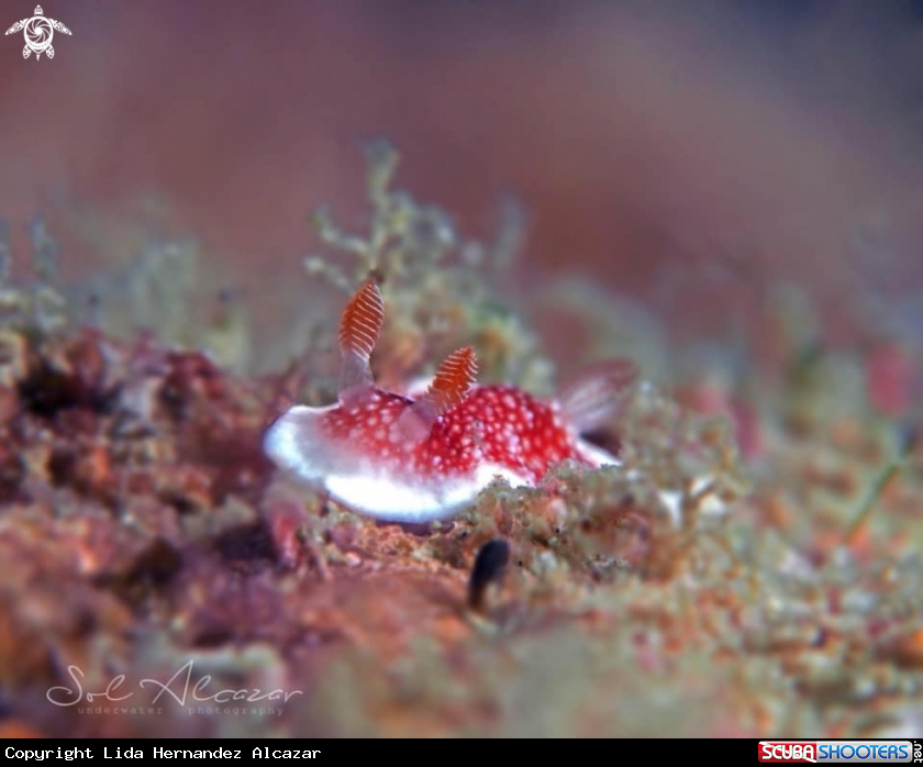 A Nudibranch 