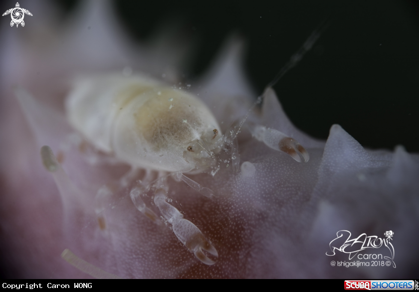 A Sea Cucumber Shrimp