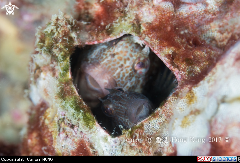 A Blenny