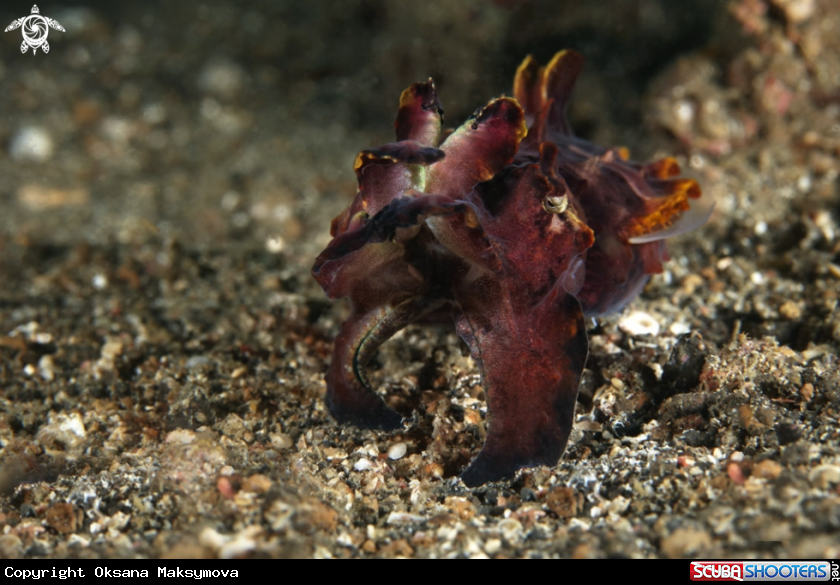 A Flamboyant Cuttlefish (Metasepia pfefferi)