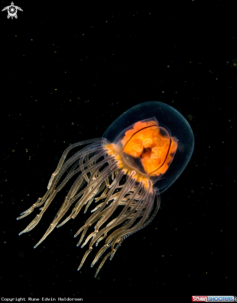 A Hydromedusa