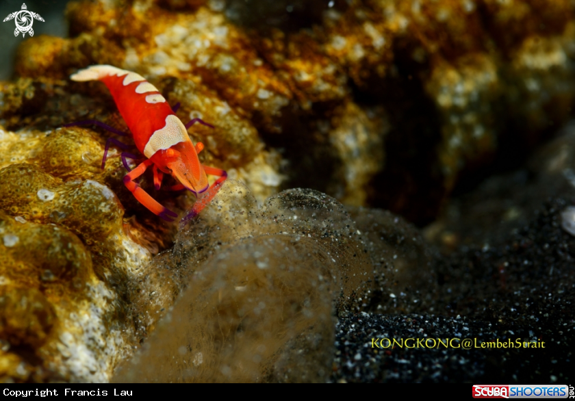 A Emperor Shrimp