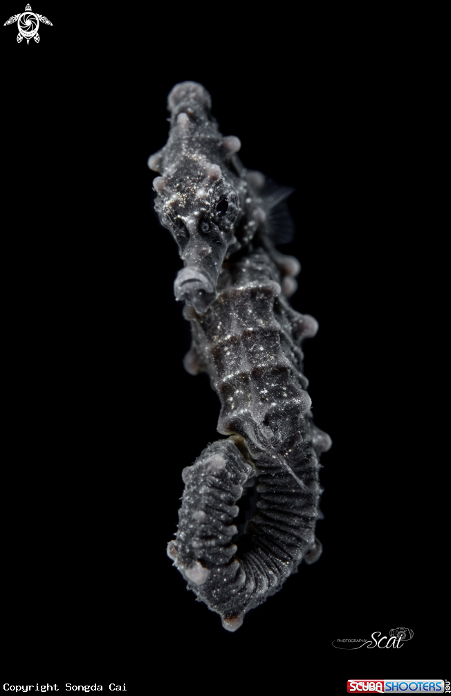 A Sea Horse 