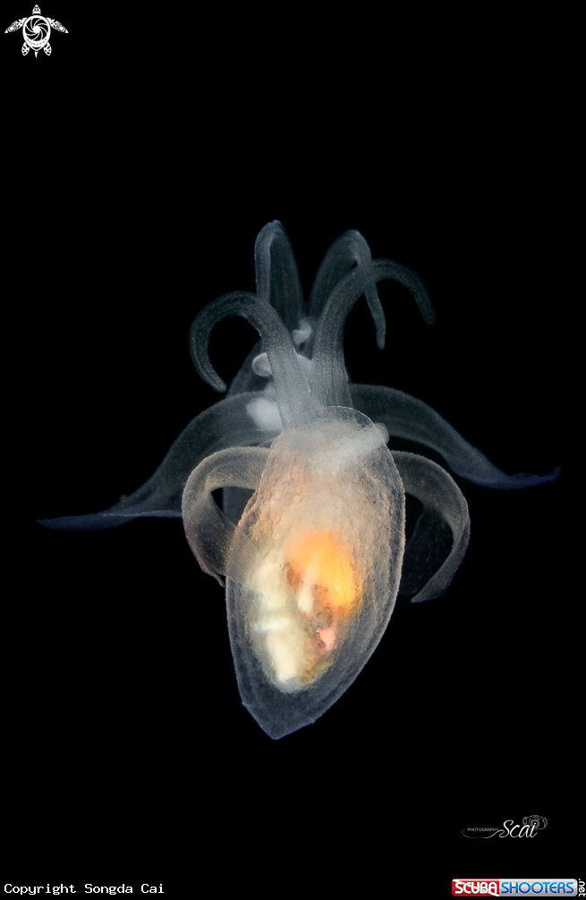 A Black water Critters