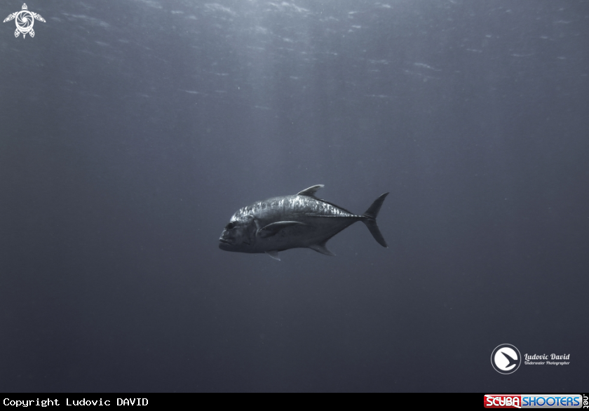 A Giant Trevally