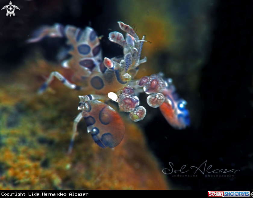 A Harlequin shrimp