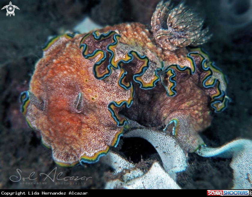 A Nudibranch 