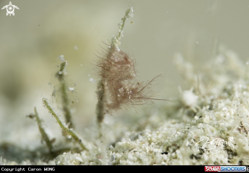 A Hairy Shrimp