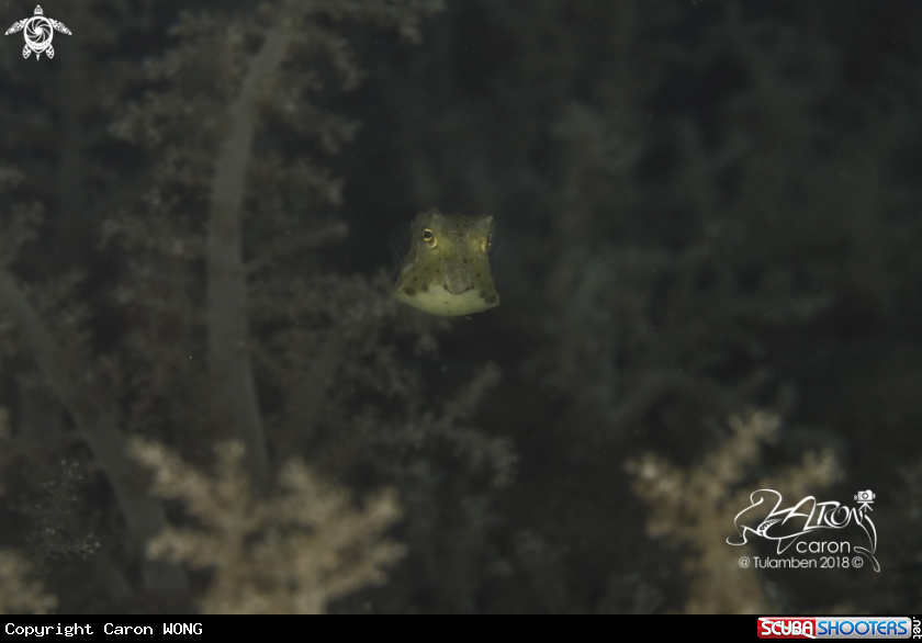 A Box fish 