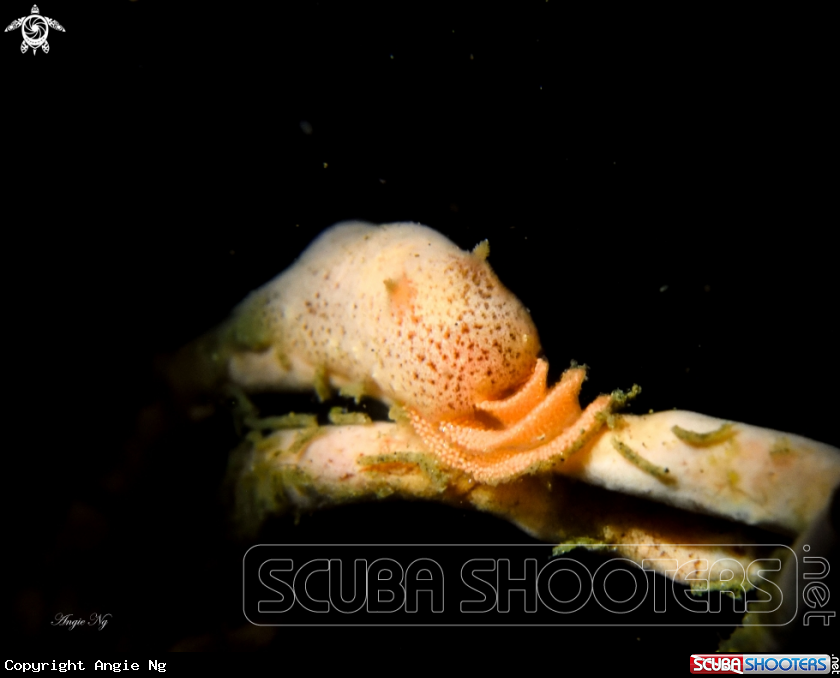 A Nudi