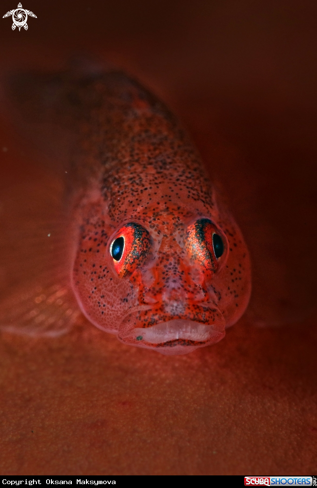 A Barrel-sponge Goby (Pleurosicya labiata)