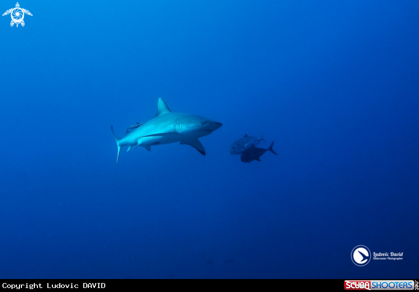 A Grey Reef Shark