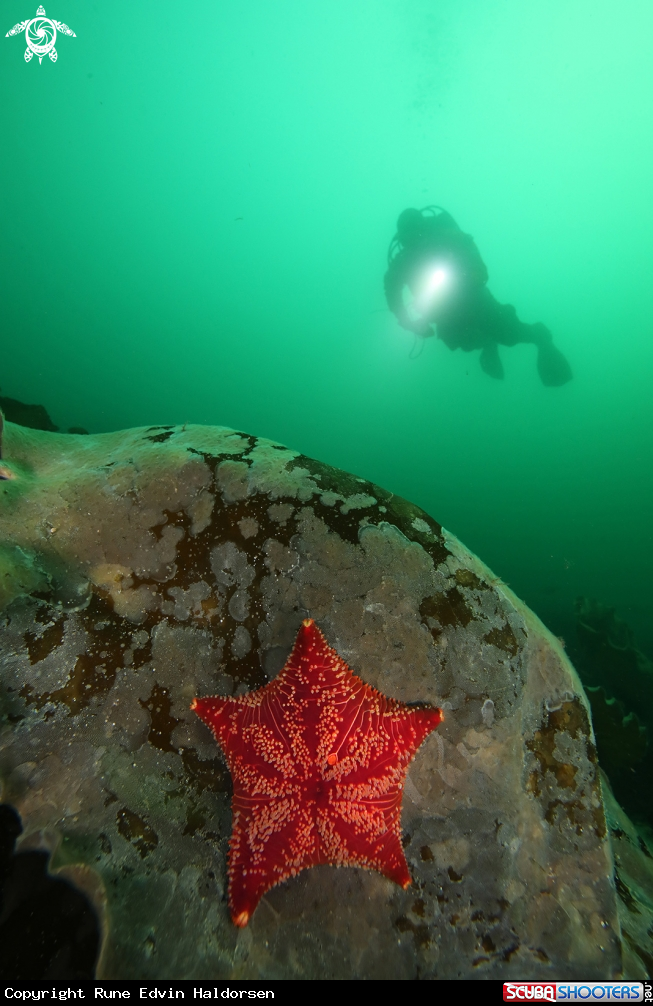 A Porania sea star