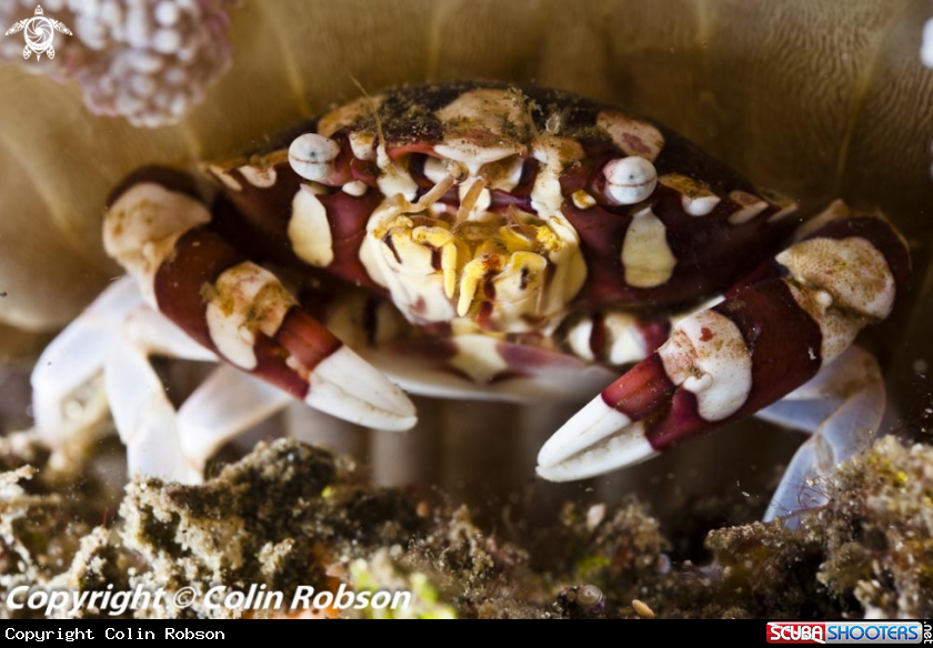 A crab