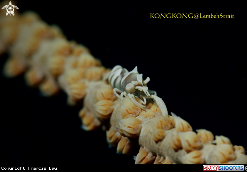A Wire Coral Shrimp