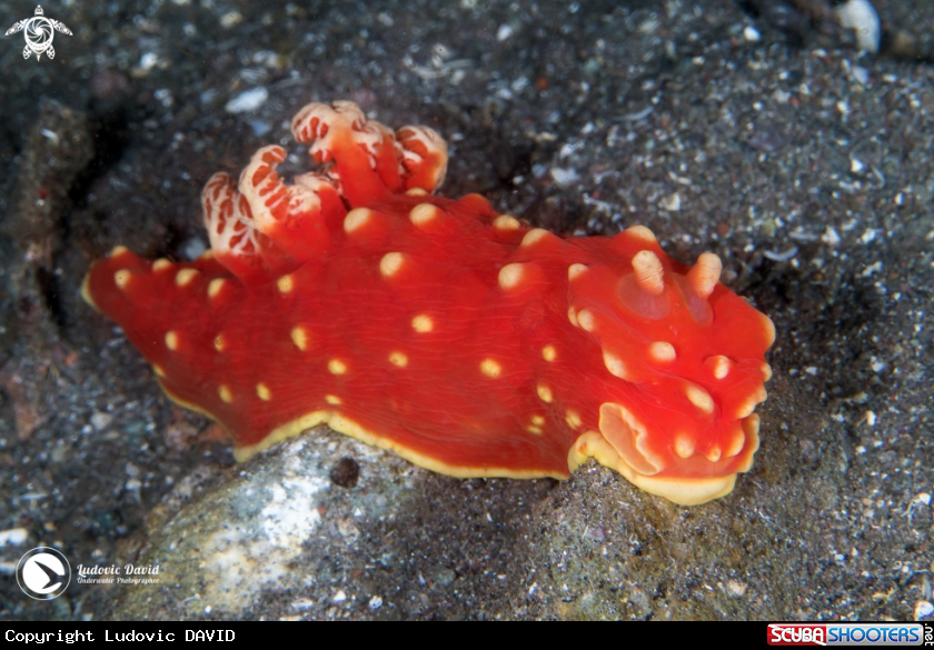 A Strawberry Nudibranch
