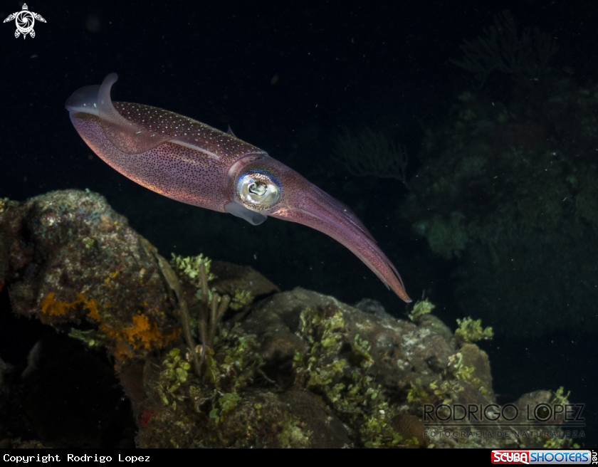 A Caribbean reef squid