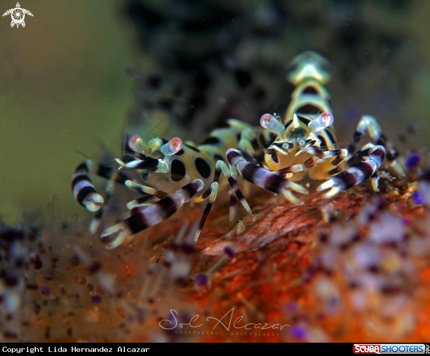 A Coleman’s shrimp