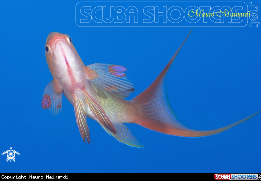 A Pseudanthias
