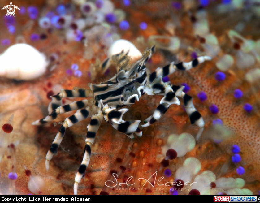 A Zebra crab