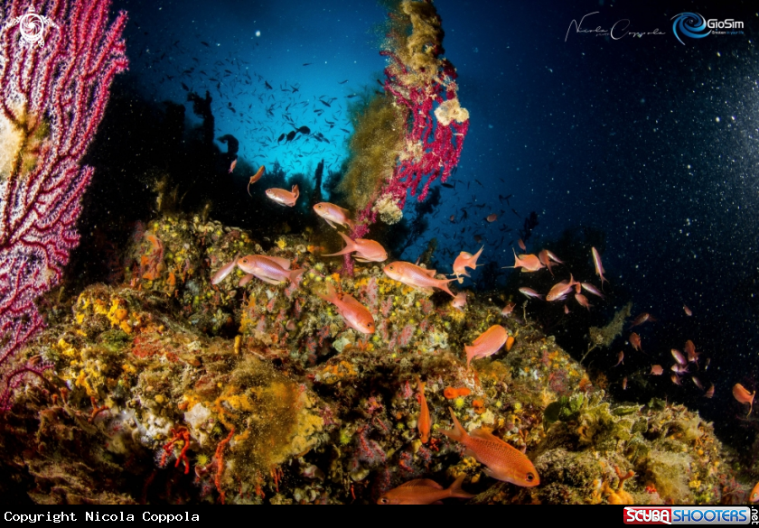 A Anthias anthias 