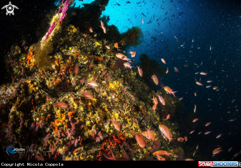 A Anthias anthias 