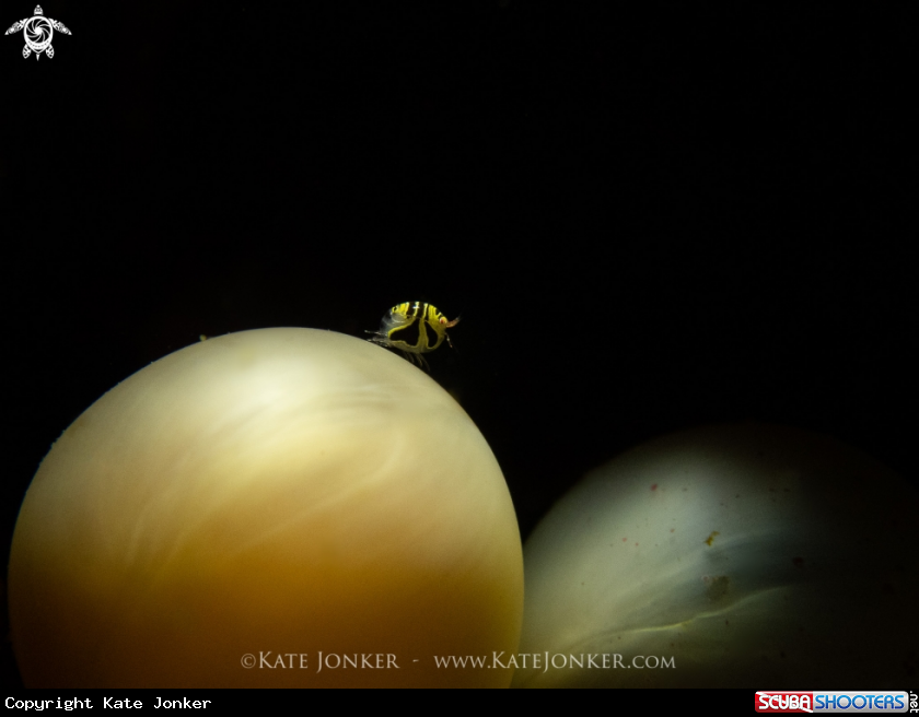 A Amphipod with cuttlefish egg