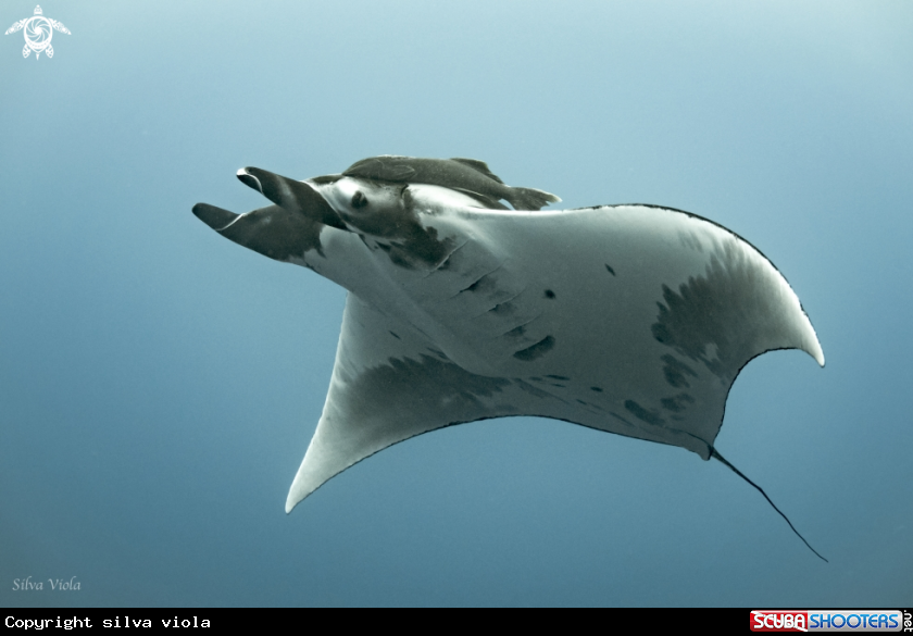 A Giant Oceanic Manta