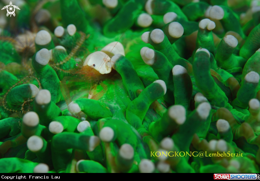 A Egg Shell Shrimp