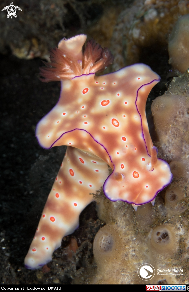 A Three-Lobed T-Bar Nudibrach