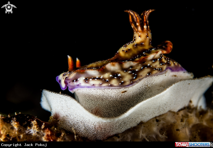 A Hypselodoris krakatoa