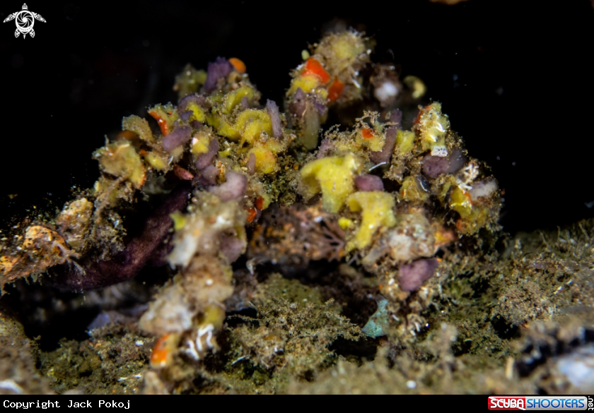 A Spider decorator crab