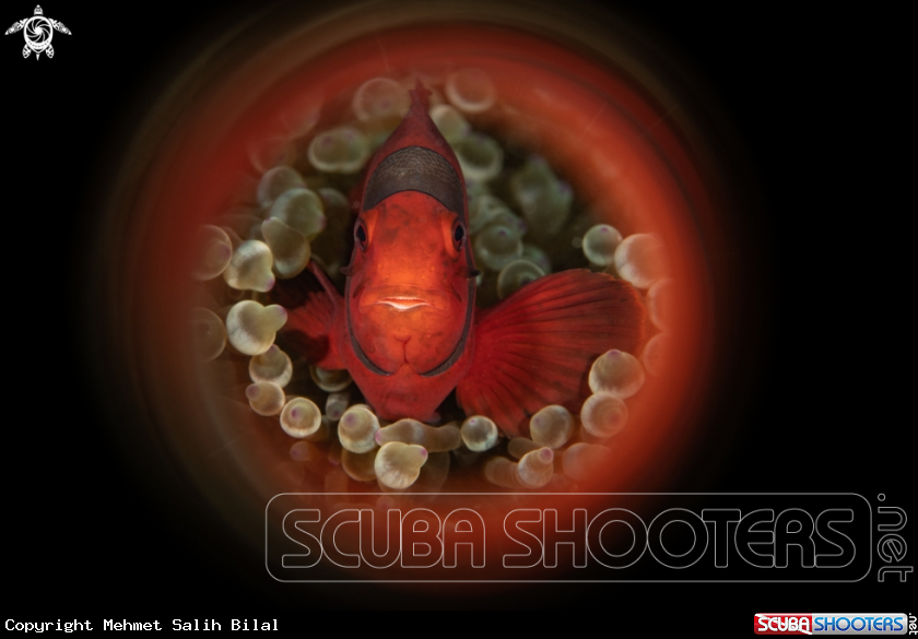 A Clownfish