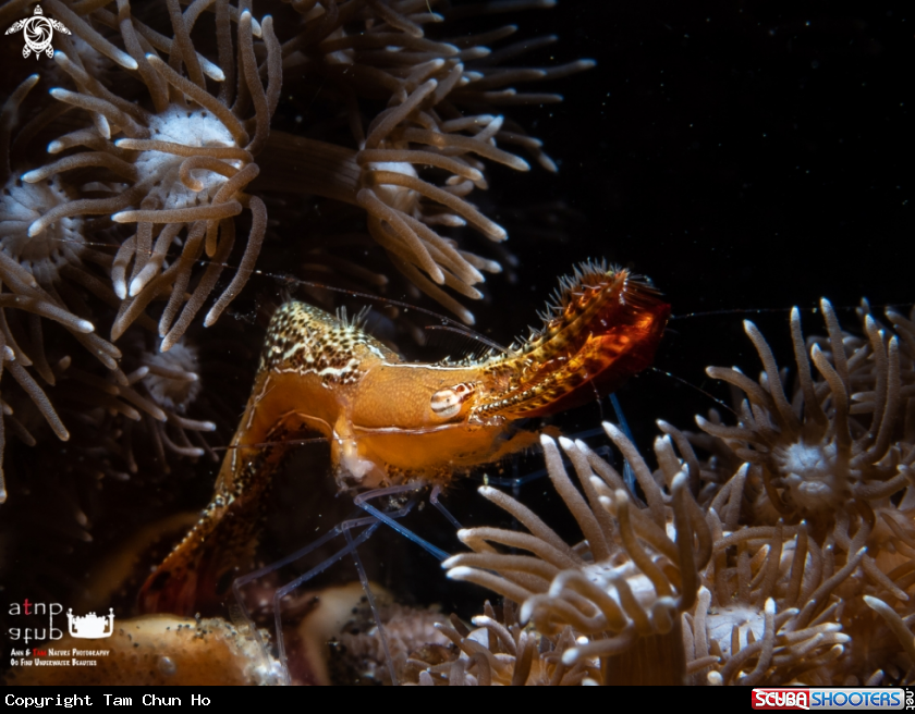 A Donald Duck Shrimp