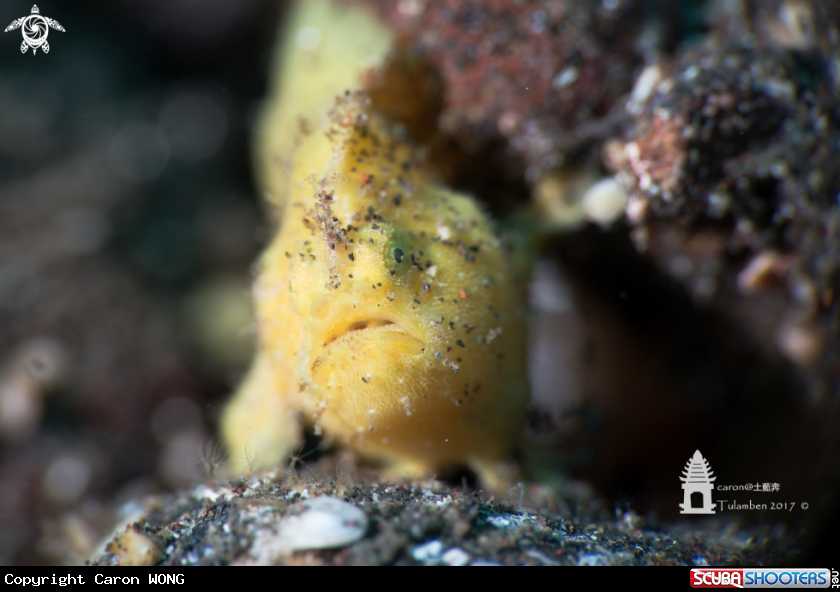 A Frogfish