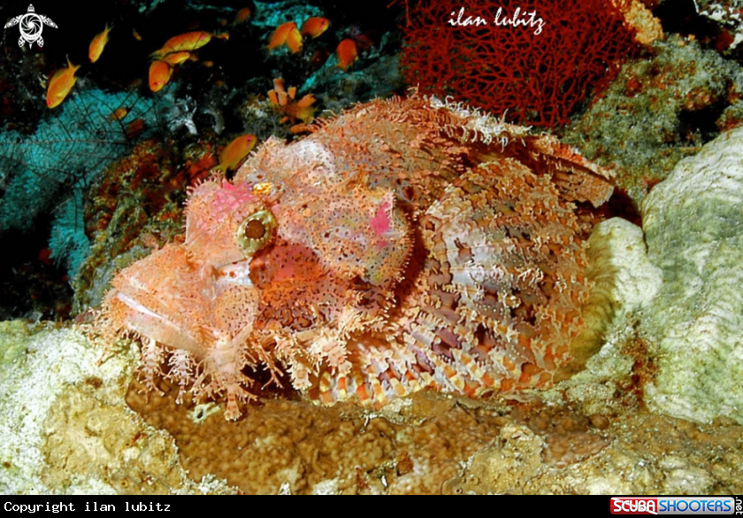 A scorpion fish