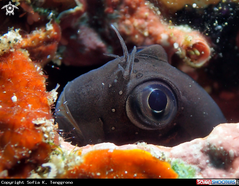 A Blenny