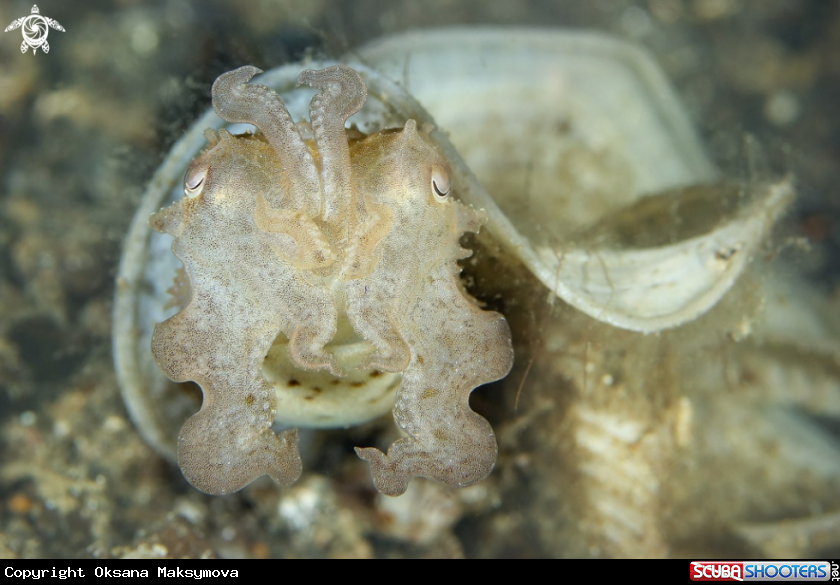 A Cuttlefish (Sepia sp.)