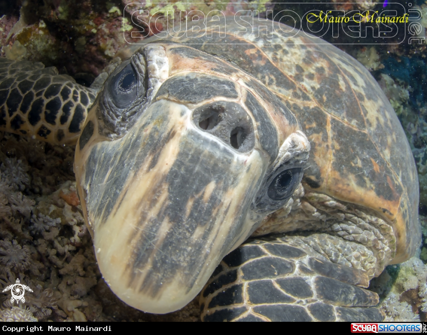 A Turtle